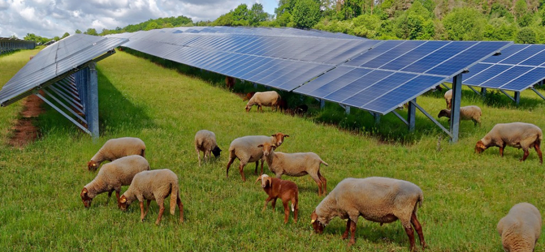 Advantage of Carbon Credit for Solar Farm