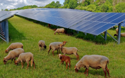 Advantage of Carbon Credit for Solar Farm