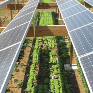 Agrivoltaics Solar Panels Agrivoltaics Solar Panels