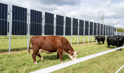 Agrivoltaics with Cattle Agrivoltaics with Cattle