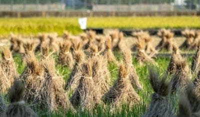 Fodder Crops Fodder Crops
