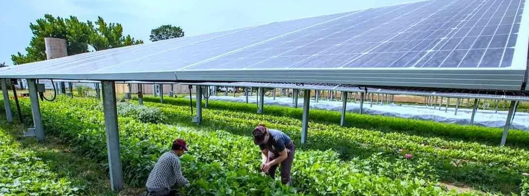 How Land Aggregators Benefit Farmers in Solar Park Projects