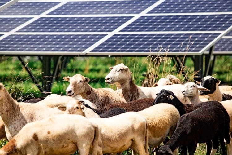 What is Livestock Agrivoltaics? What is Livestock Agrivoltaics?