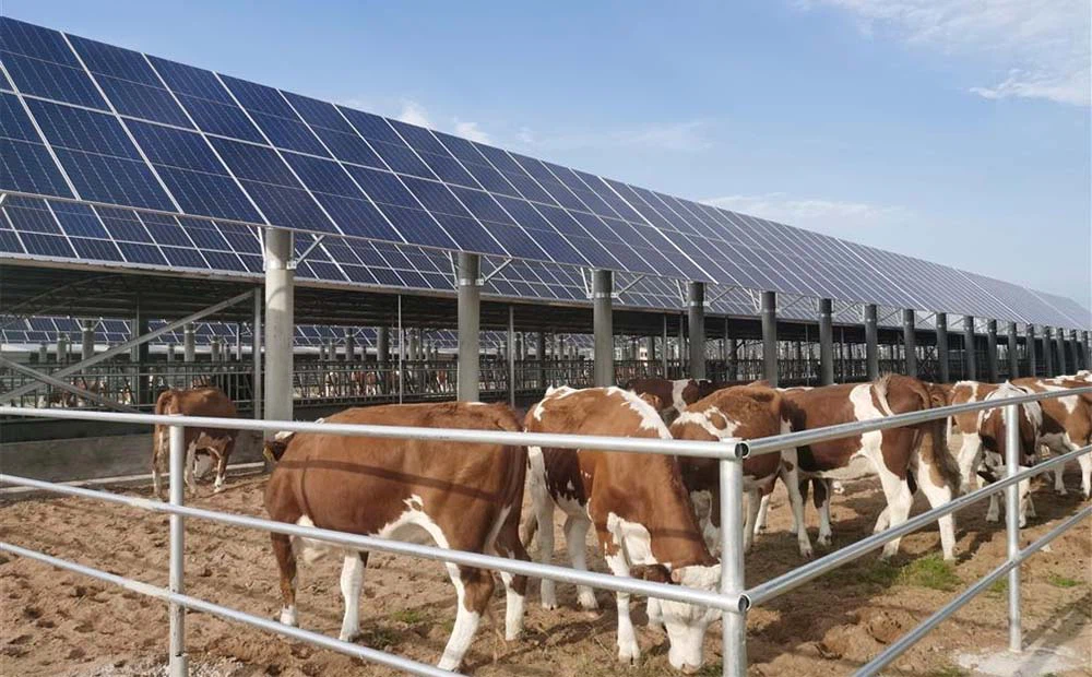 Livestock Agrivoltaics in India Livestock Agrivoltaics in India