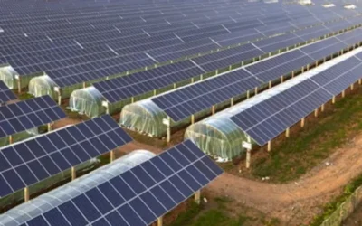 Solar Farming in India: The New Age Passive Income for Rural Entrepreneurs